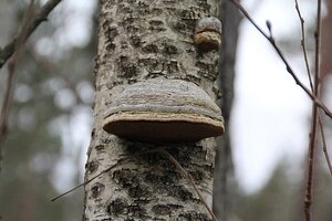 Hoe herken je een zieke boom en wat kan je er aan doen?