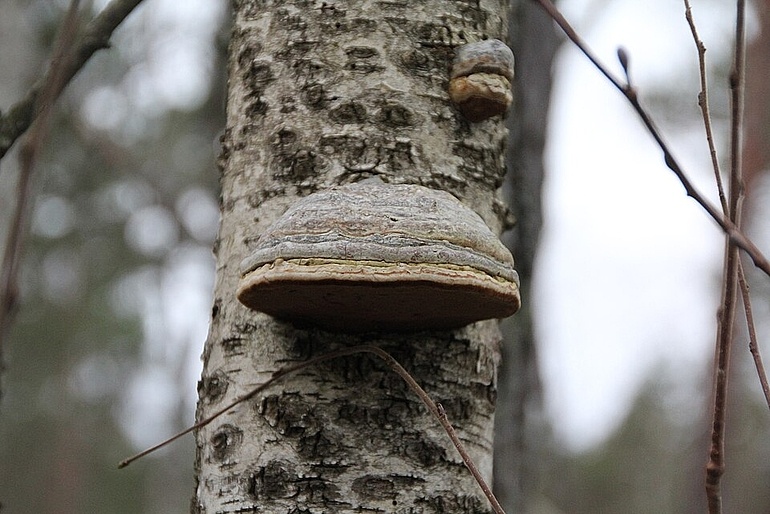 Hoe herken je een zieke boom en wat kan je er aan doen?