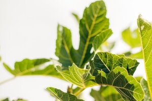 Een boom die ziek is vs een boom die stress heeft: wat is het verschil?