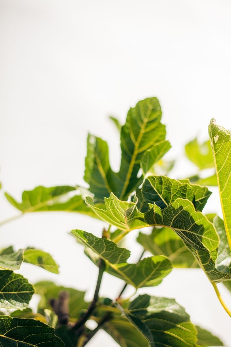 Een boom die ziek is vs een boom die stress heeft: wat is het verschil?