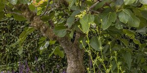 Waarom krijgt mijn boom geen bloemen of vruchten?