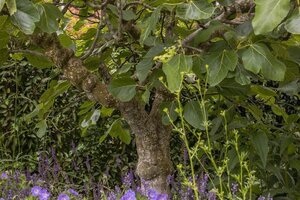Waarom krijgt mijn boom geen bloemen of vruchten?