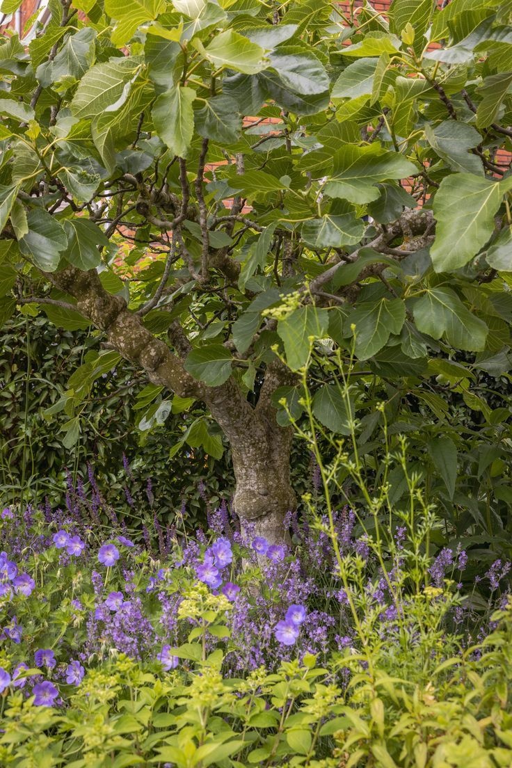 Waarom krijgt mijn boom geen bloemen of vruchten?