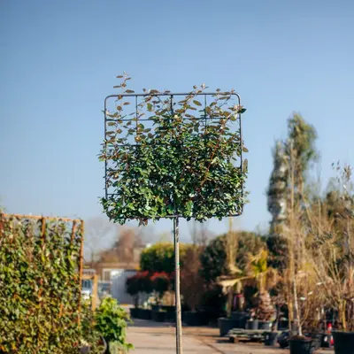 Olijfwilg - Elaeagnus ebbingei