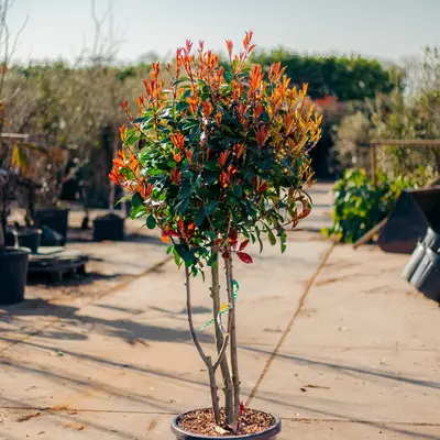 Red Robin - Photinia Fraseri