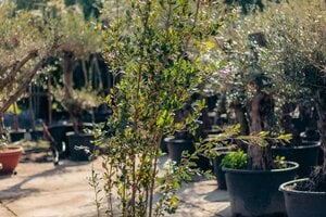 Hoe verzorg je een boom in de winter?