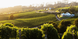Top 3 wijn pakketten