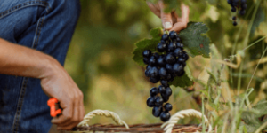 Top 4 biologische wijn cadeau