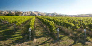 Nieuw Zeelandse wijn