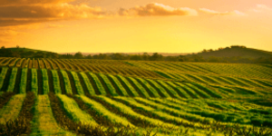 Zuid Afrikaanse wijn