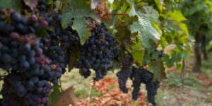 Cabernet Franc