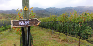 Malbec