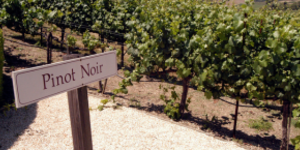 Pinot Noir