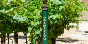 Primitivo