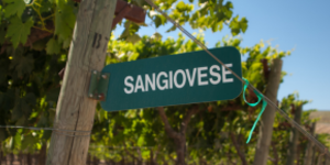 Sangiovese
