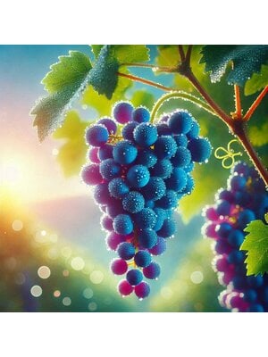Vampire Vampire Grape Aroma