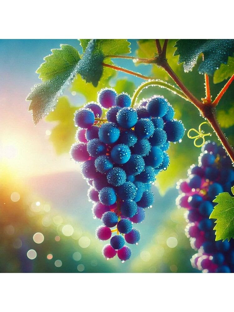 Vampire Vampire Grape Aroma