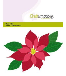 Kerstster / Poinsettia