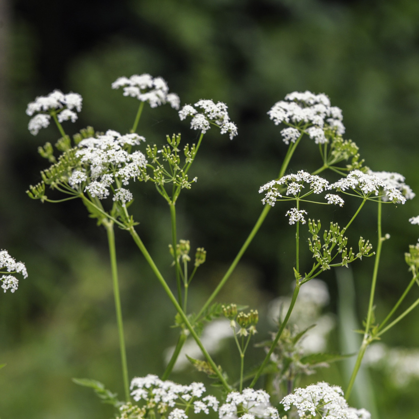 Anthriscus sylvestris - Fluitenkruid