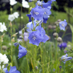 Campanula persicifolia
