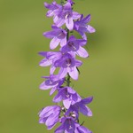 Campanula rapunculoides