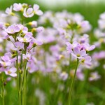 Cardamine pratensis