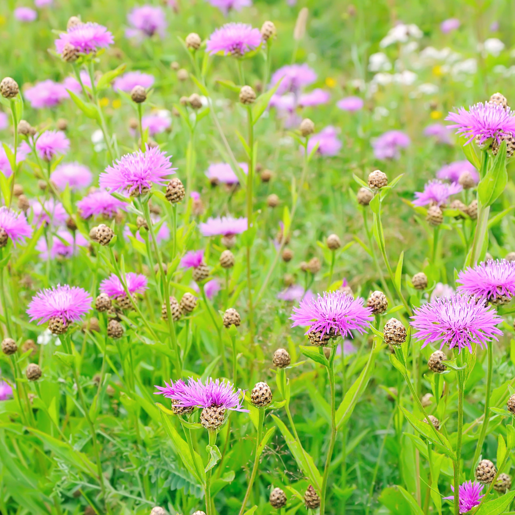 Centaurea jacea - Echt knoopkruid