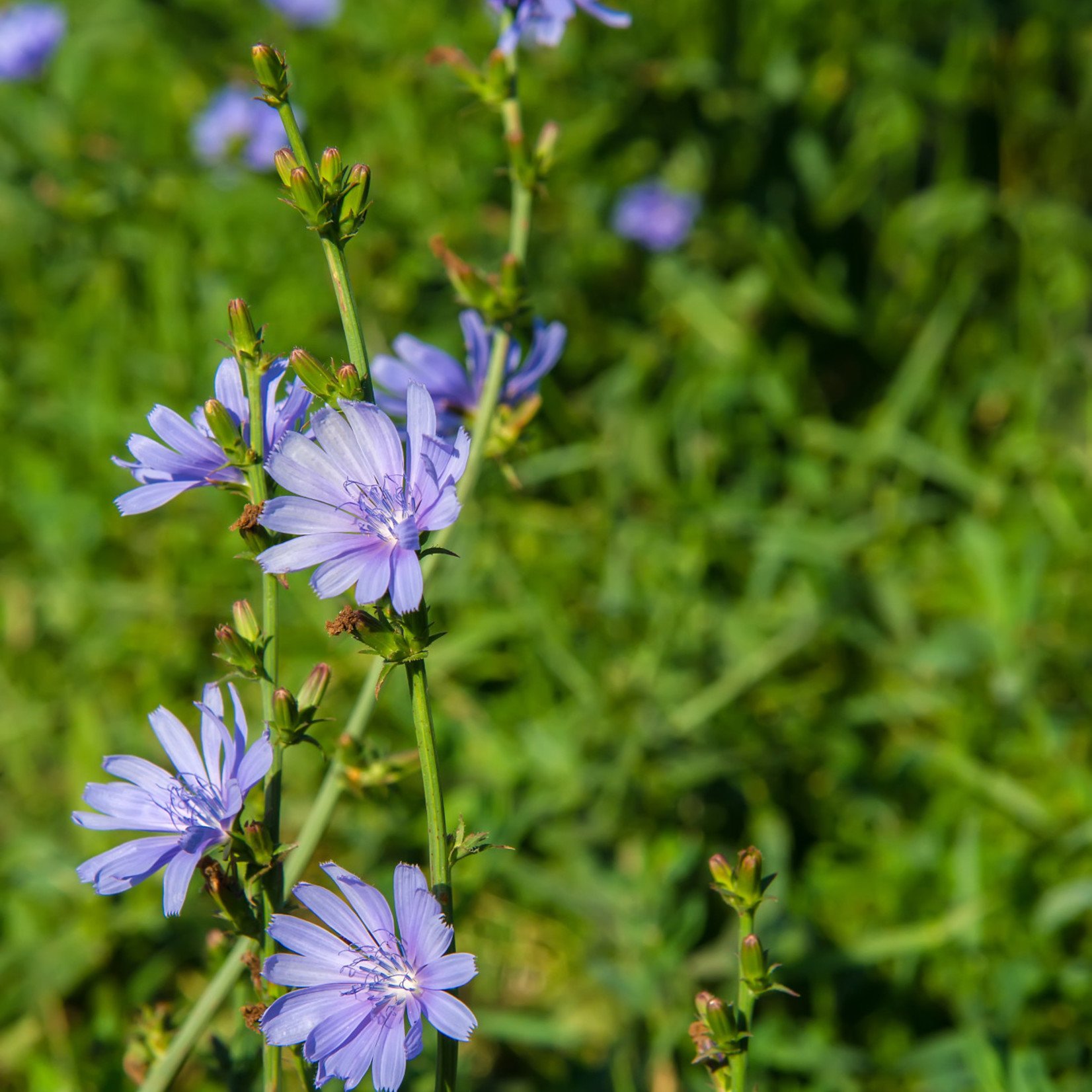 Cichorium intybus - Wilde cichorei, wegenwachter