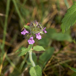 Clinopodium vulgare