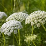Daucus carota