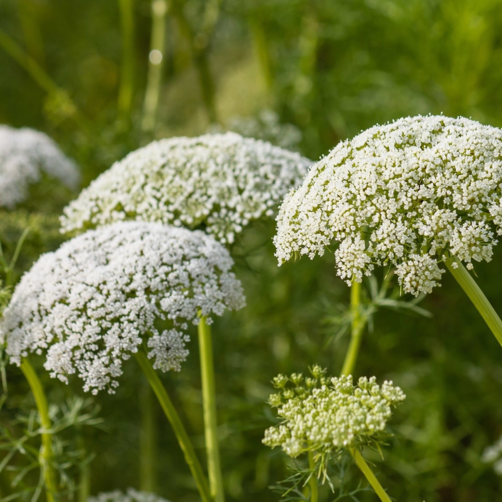 Daucus carota - Wilde peen