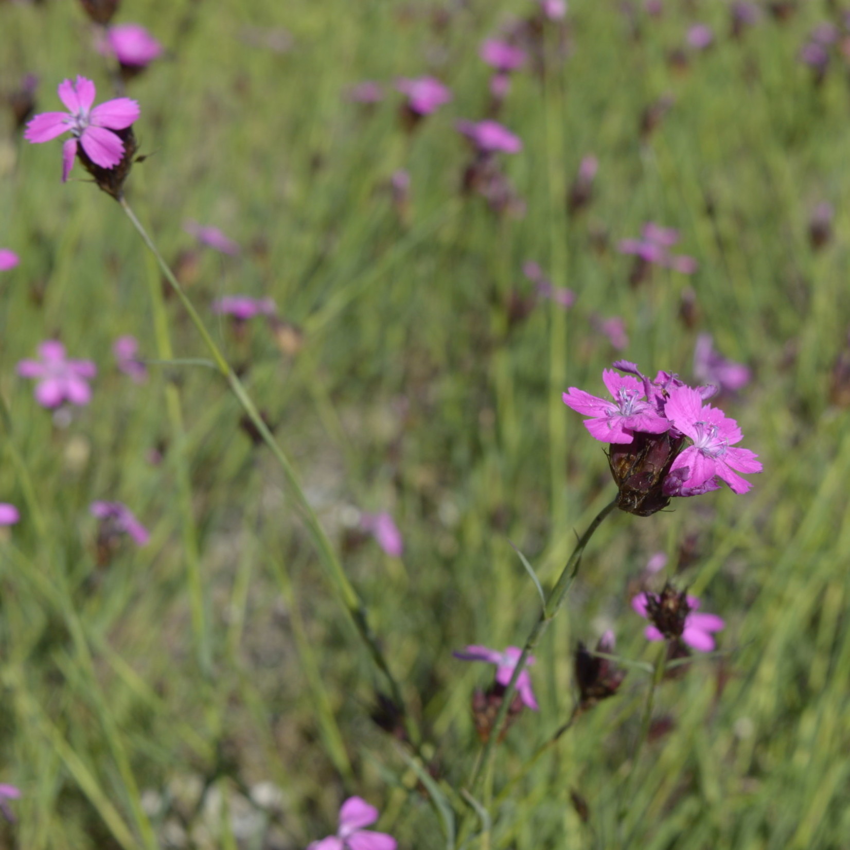 Dianthus carthusianorum -Karthuizer anjer