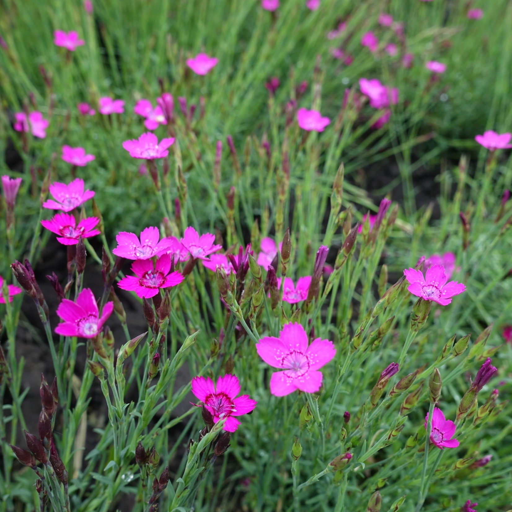 Dianthus deltoides - Steenanjer