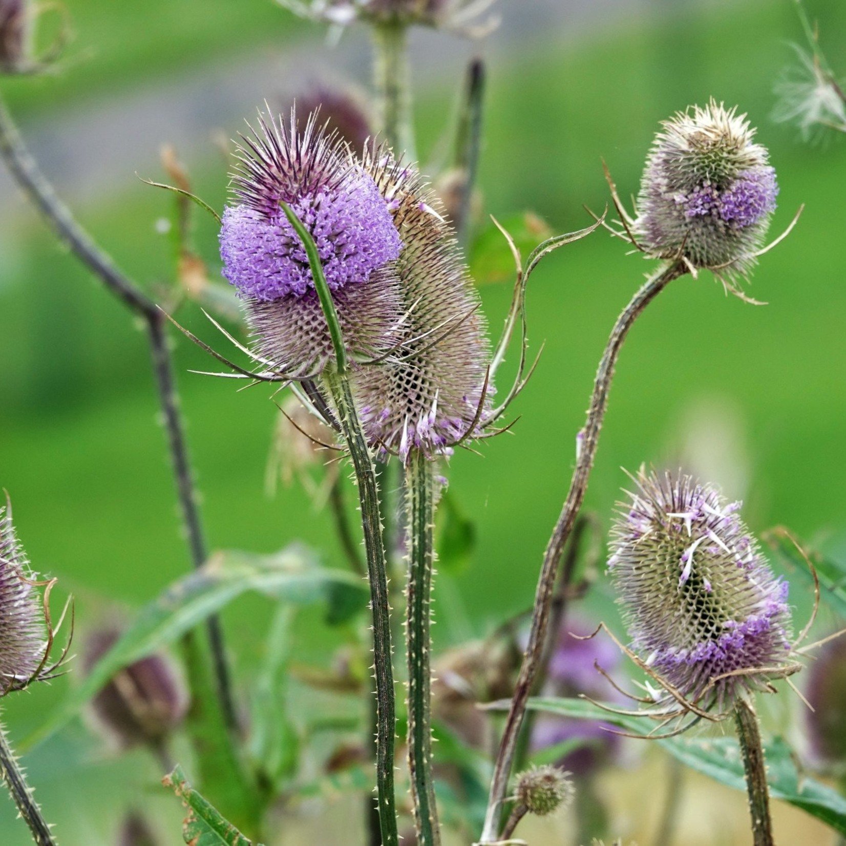 Dipsacus fullonum - Grote kaardebol