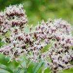 Eupatorium cannabium