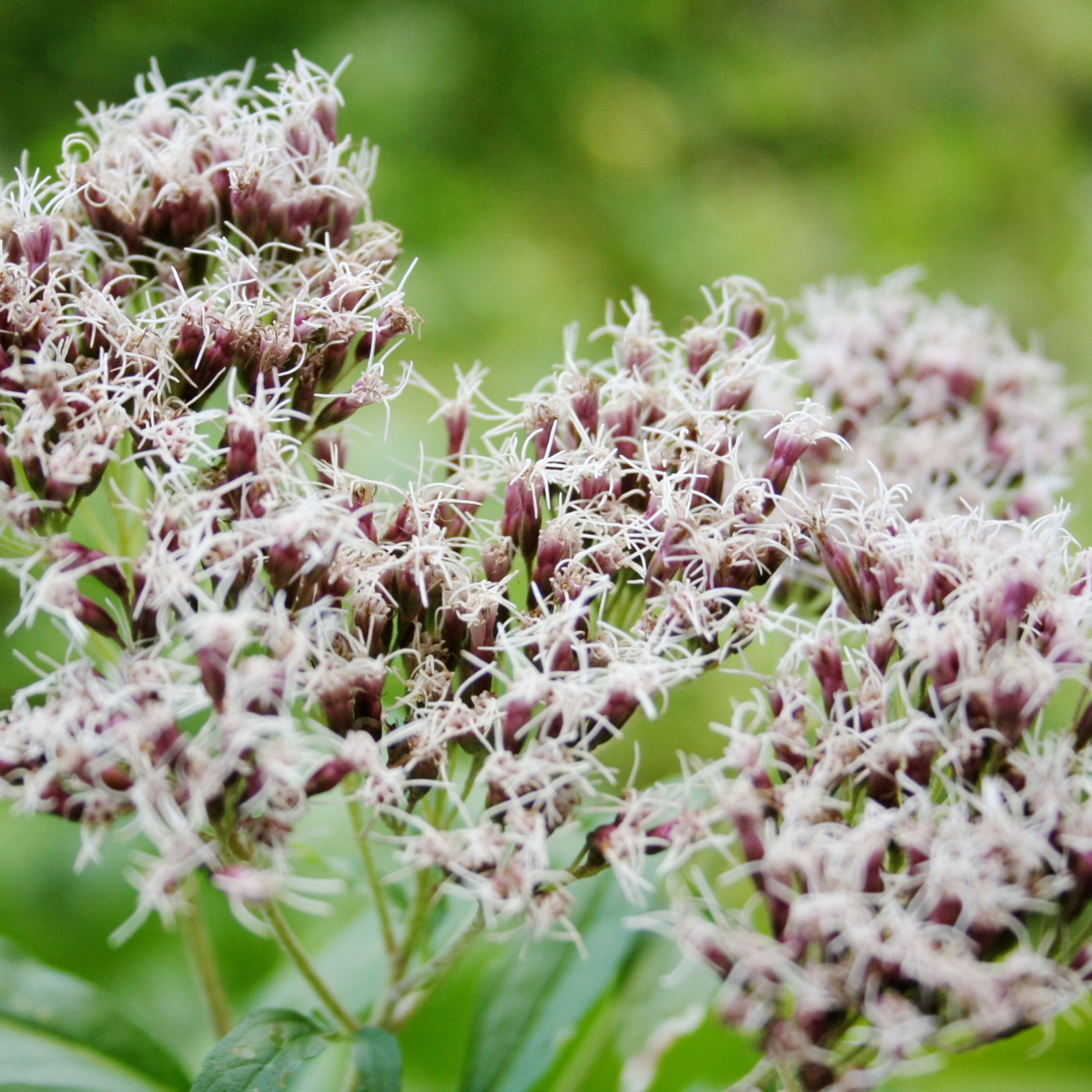 Eupatorium cannabinum - Koninginnekruid, leverkruid