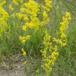 Galium verum