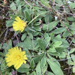 Hieracium pilosella