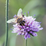 Knautia arvensis