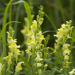 Linaria vulgaris