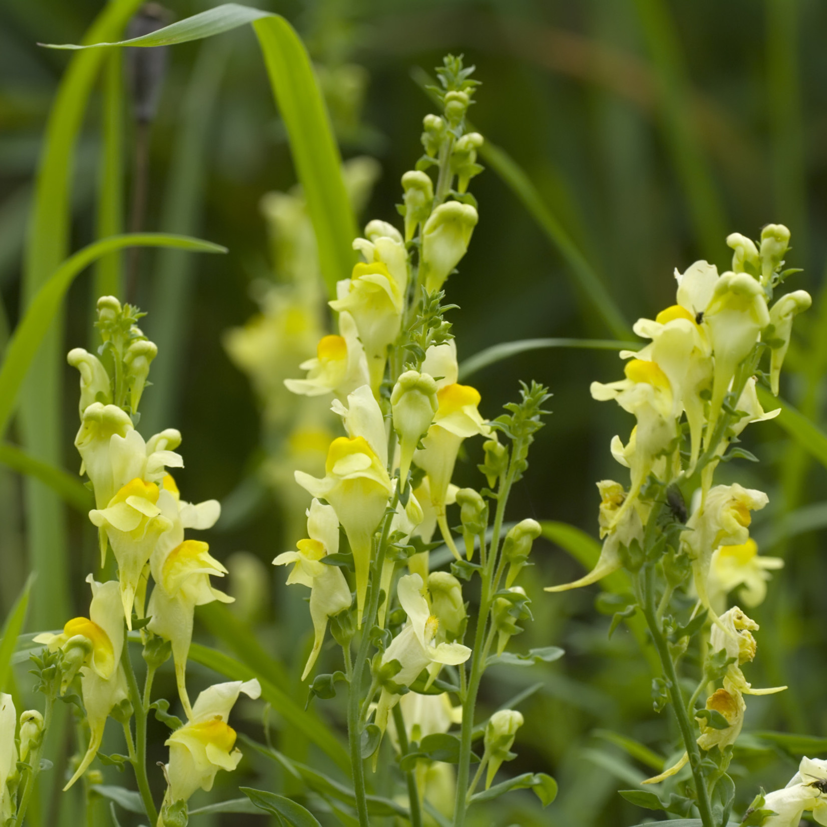 Linaria vulgaris - Vlasleeuwenbek, vlasbekje