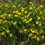 Lotus corniculatus