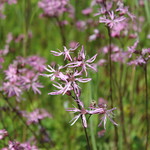 Lychnis flos-cuculi