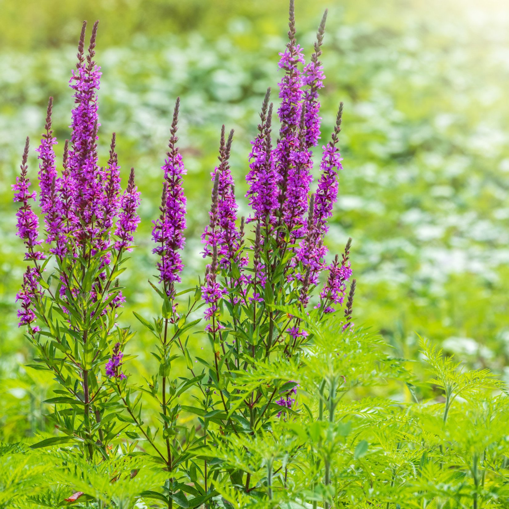 Lythrum salicaria - Grote kattenstaart