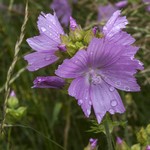 Malva moschata