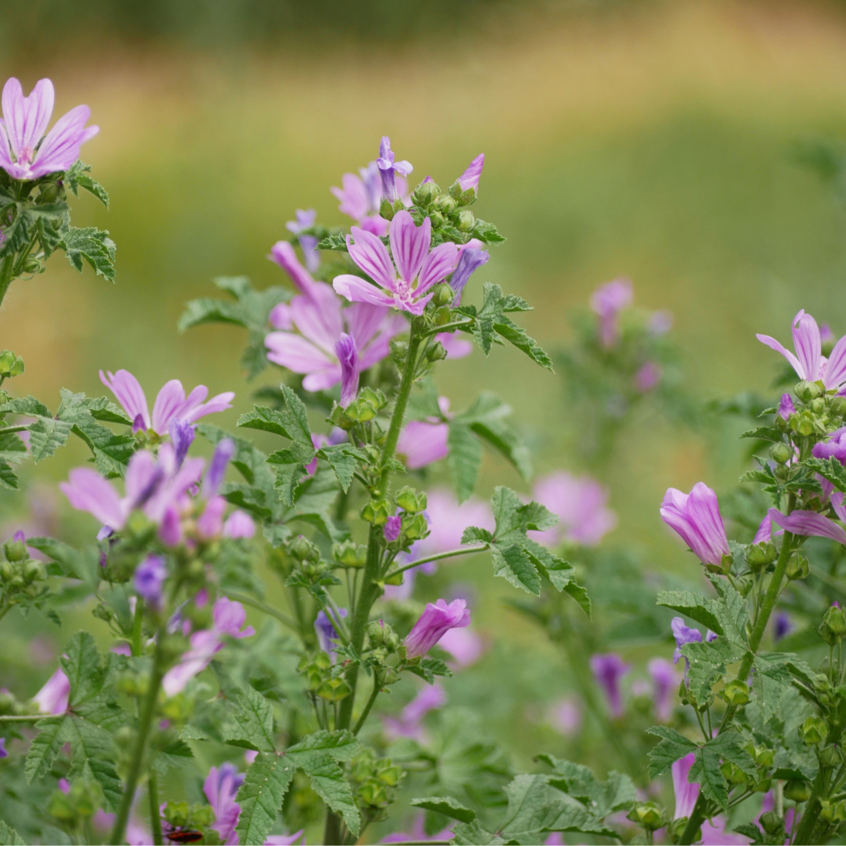 Malva sylvestris - Groot kaasjeskruid