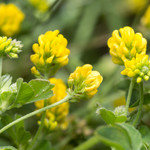 Medicago lupulina