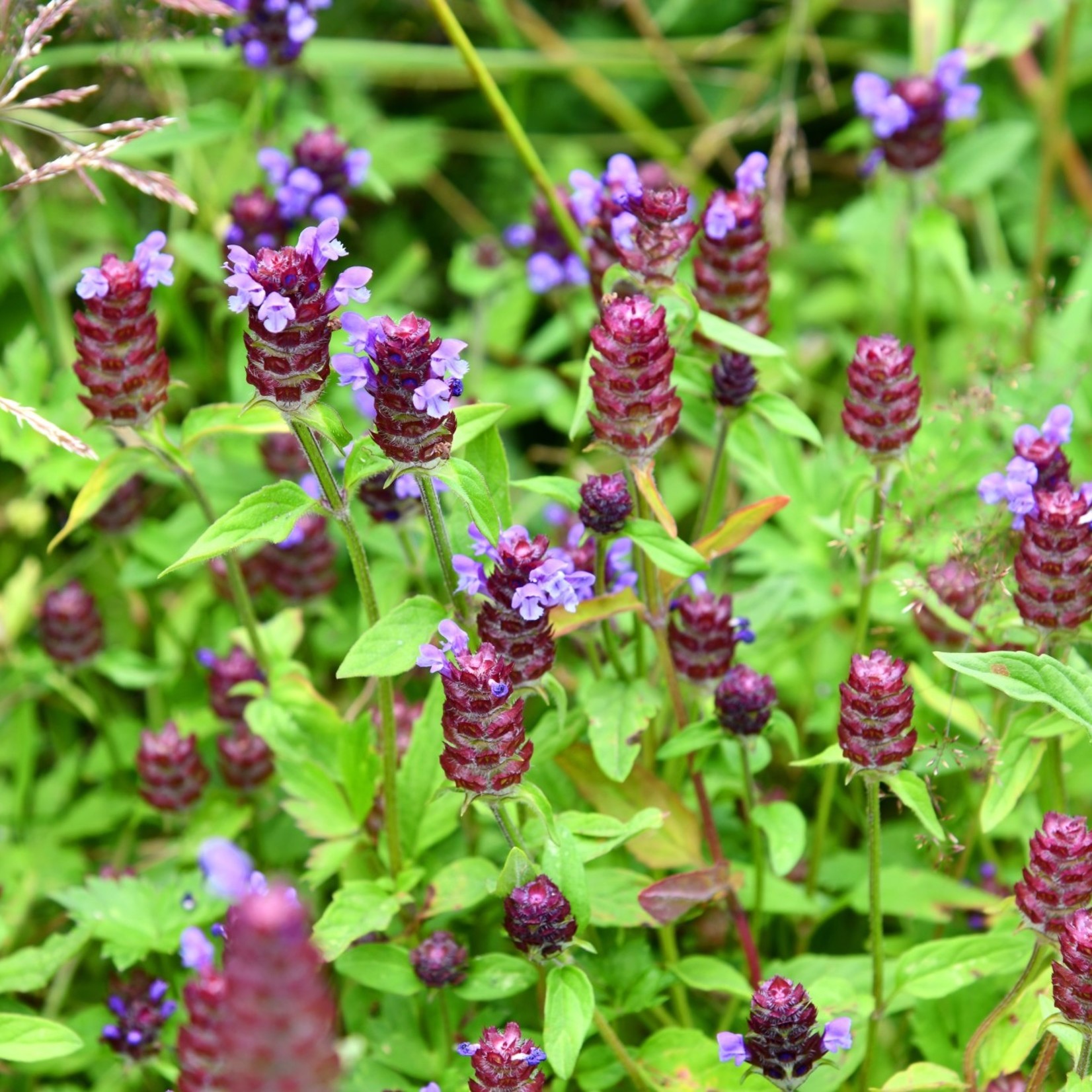 Prunella vulgaris - Gewone brunel