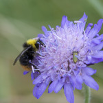 Scabiosa columbaria