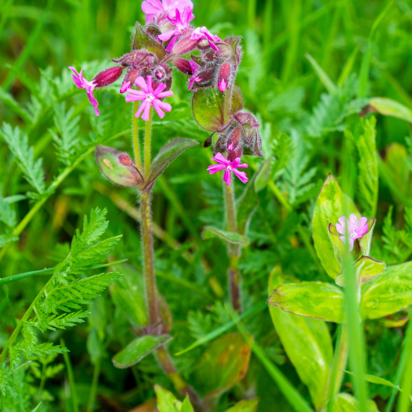 Silene dioica - Dagkoekoeksbloem